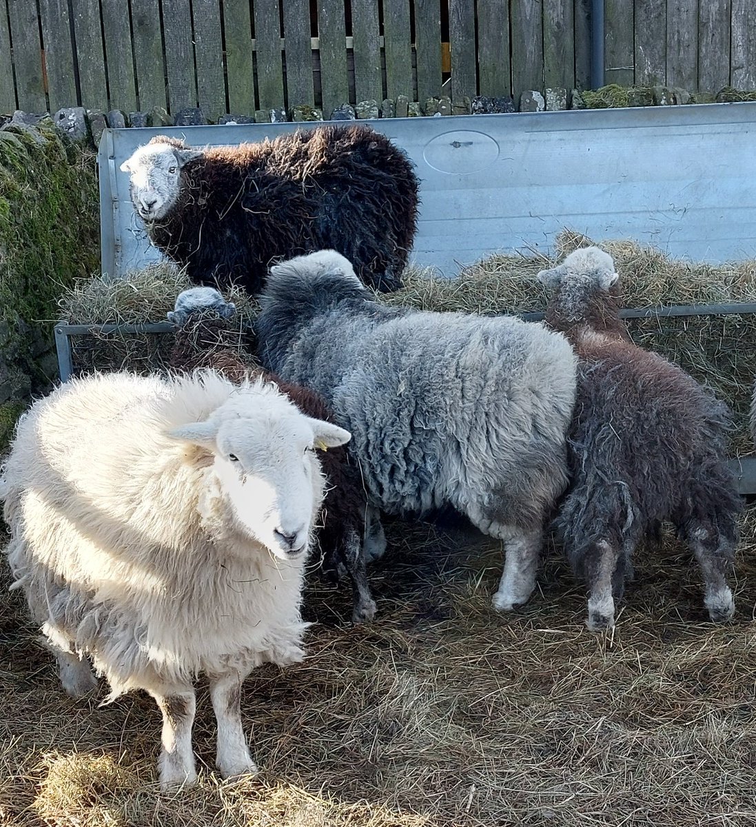 highfieldsherdy's tweet photo. There's always one. Only left the feeder open a few minutes while I went to check the other flock. Returned to find this one had found its attitude.
#herdwickantics #hillfarm #haytime https://t.co/mb9gP81Q1y