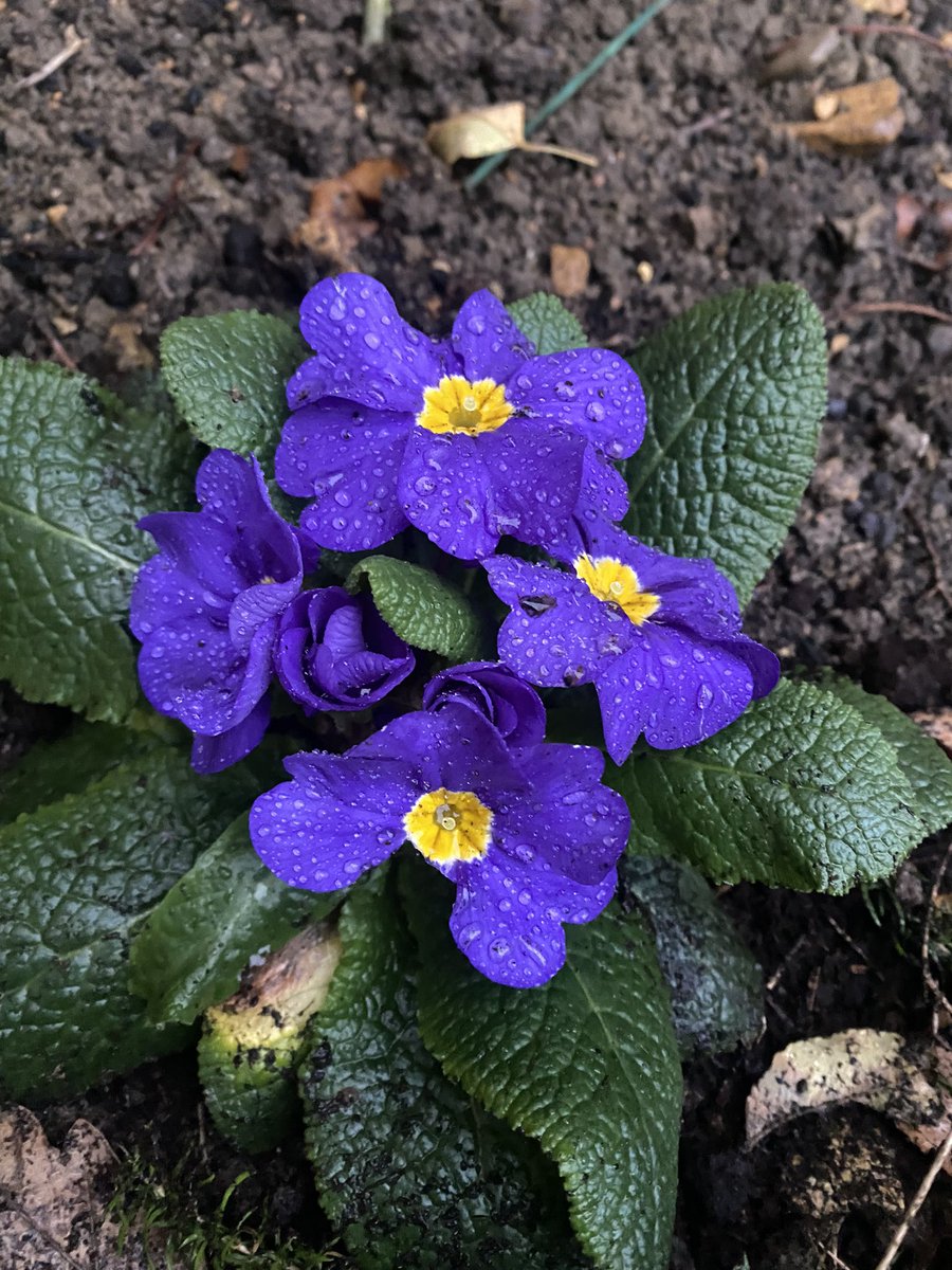 SlocombeEmily's tweet photo. @GardensHour Hi @GardensHour we have done some tidying, and got some Primeroses planted. The camellia had started to flower, but we’ve lost those flowers to frost - Lots more buds to come though. https://t.co/z0ga9pID2c