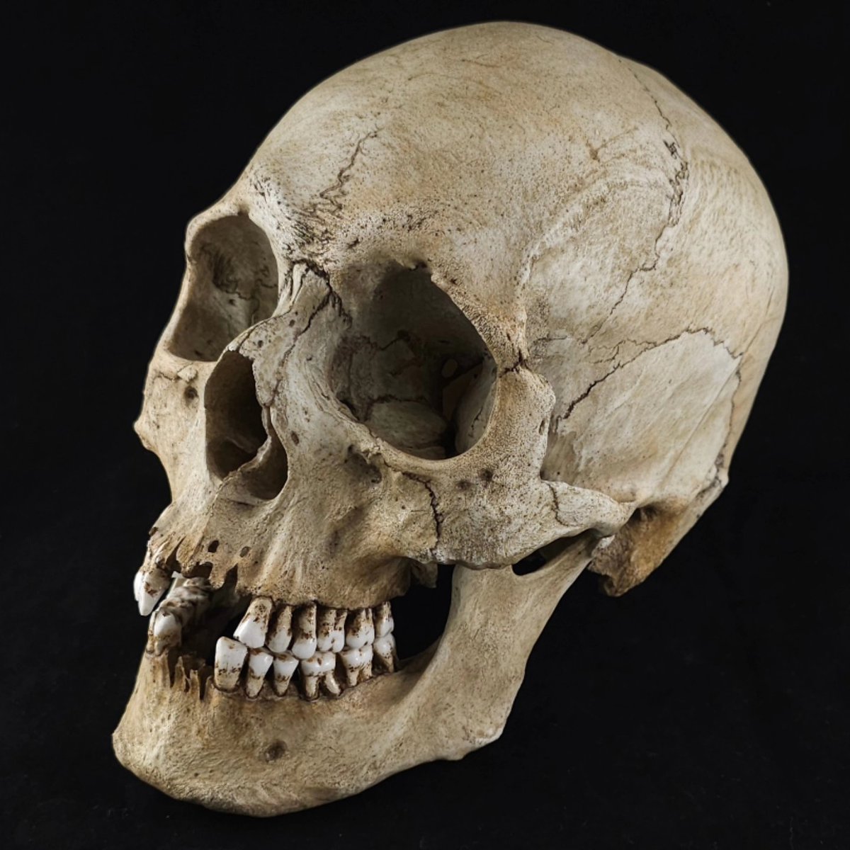 SkullShoppe's tweet photo. New RH Graveyard model now available on my website! https://t.co/ALc6TE93J9 https://t.co/DsKMm1vXil