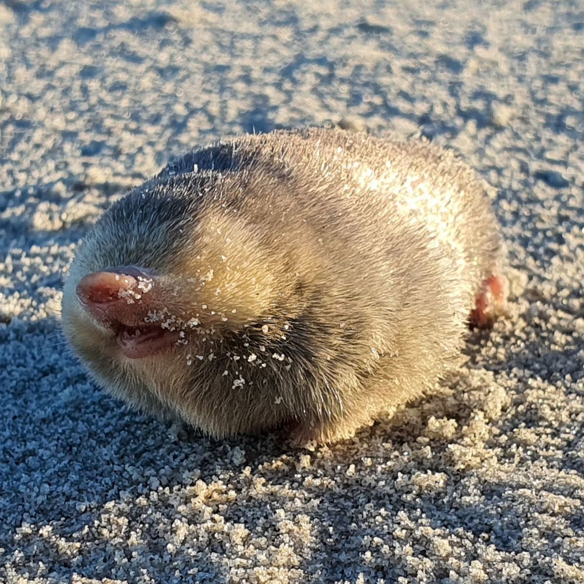 Sign2Me27's tweet photo. @tuckerlindgren oh my good look how cute!!!! Golden Mole!!! https://t.co/DILcMo3Hdw