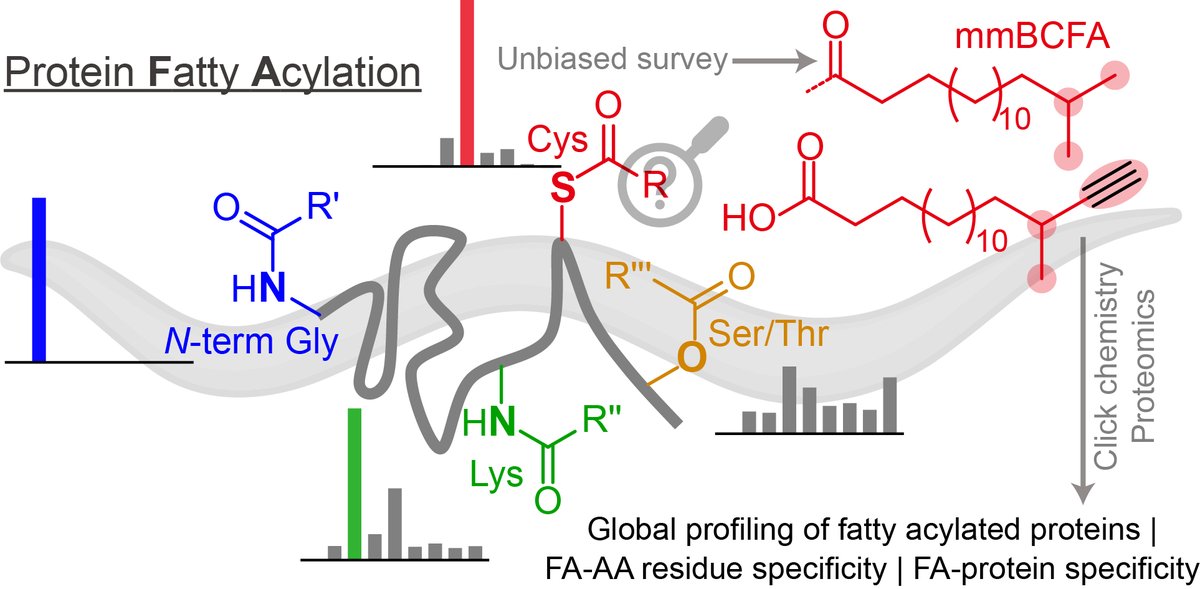 Fact: The nematode C. elegans predominantly uses a 17-carbon, branched chain fatty acid for protein cysteine fatty acylation (commonly called 'palmitoylation' in mammals)