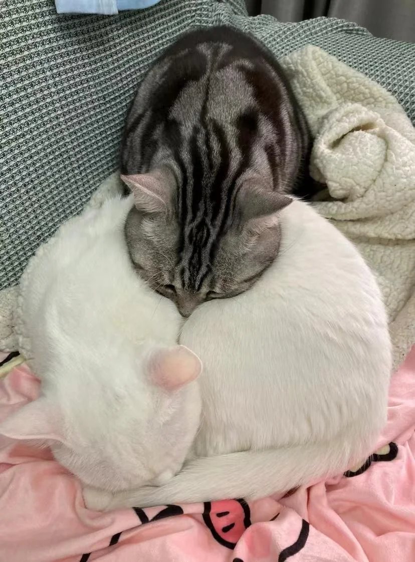 Dont Show Your Cat tweet media