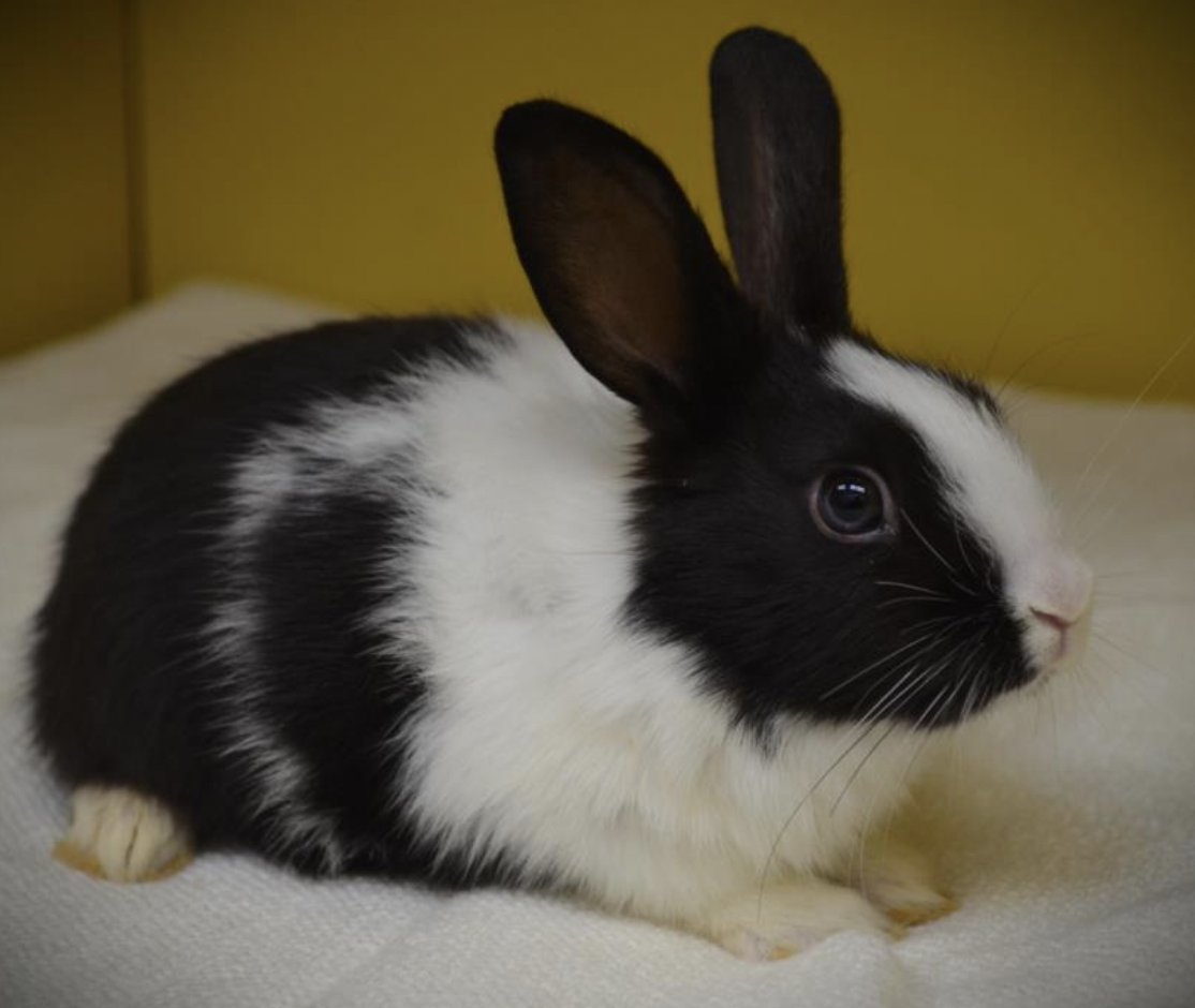 LACityPets's tweet photo. Mando #A2120533, Edgar #A2120532, Elizabeth #A2120531, and Emily #A2120530! 🐰 Hop on over to our North Central Center to meet any of our adoptable rabbits! #lacitypets #HumaneLA #adopt #rabbitsofLA https://t.co/VuK6f6ih6p