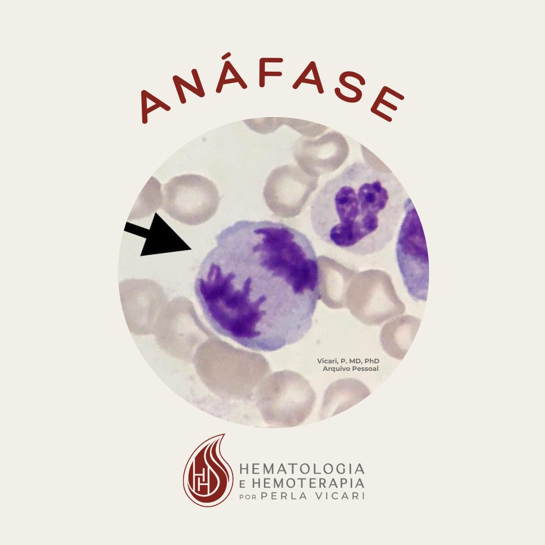 Hem_hemoterapia's tweet image. #anafase #anaphase #mitosis #mitose