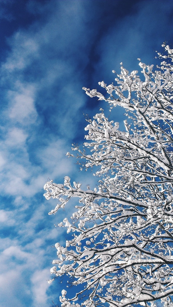 Help your trees stand tall as snowflakes fall. Here are our top winter tips:

🍂Place mulch around the base of the tree
🌡Irrigate when daytime temps reach 45 degrees or higher
🌳Wrap the trunks of young trees until the bark develops furrows

Learn more: bit.ly/48qAElV