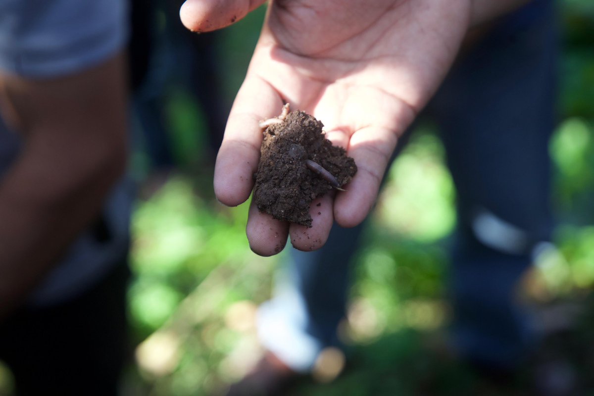 solidaridadMCA's tweet photo. El proyecto #ParaisoVerde🌱✨ financiado por @UEenHonduras se llevo acabo una capacitación al personal técnico de #FundacionMAS y @Swisscontact de la herramienta #CoolFarmTool para la medición de huella de carbono en la cadena productiva del café. ☕️✨ https://t.co/xiVvi5e6x4 https://t.co/HNCXk9xXwS