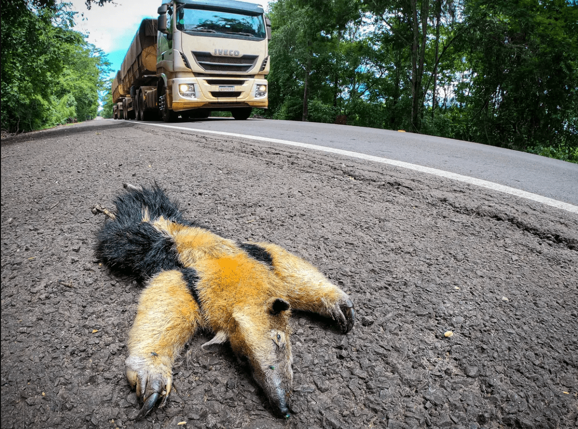 Brazilian Researchers Harness AI to Combat Wildlife Roadway Fatalities 

#AI #animaldetection #artificialintelligence #BRADataset #Brazil #CNNs #Convolutionalneuralnetworks #dataaugmentation #falsenegatives #FPS #FPSdetection #llm #machinelearning #map

multiplatform.ai/brazilian-rese…