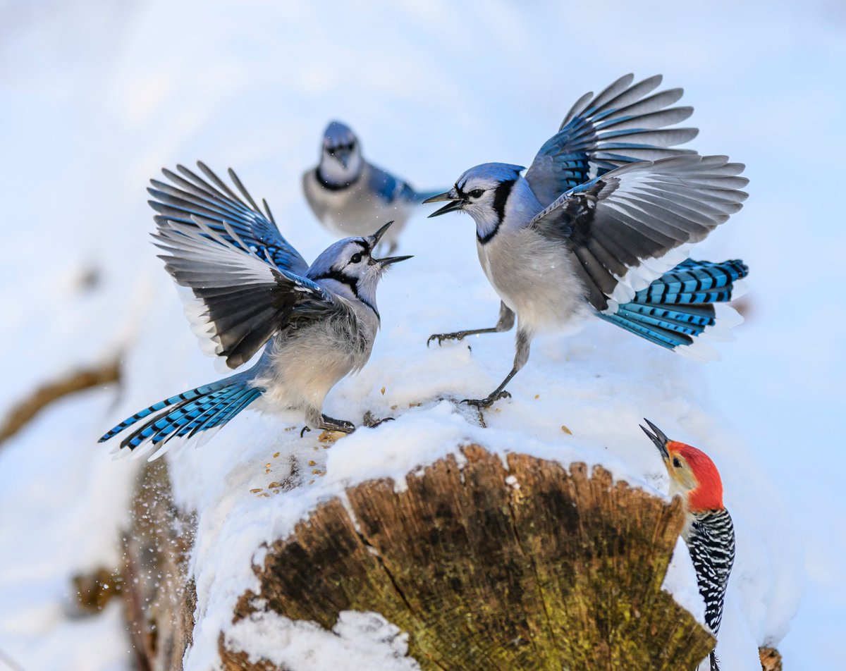 Blue Jays having a discussion