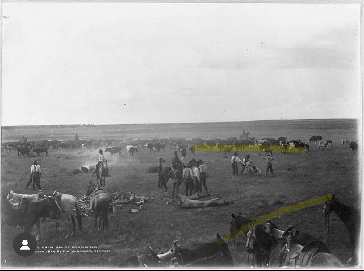 Who needs corrals?
This photograph shows what we believe to be XIT cowboys branding cattle on the open range in the Texas panhandle in
1904. It was captured by W.D. Harper who visited the ranch in 1904.
#xitranch #tenintexas #panhandle #branding #cowboy #western #ranchlife