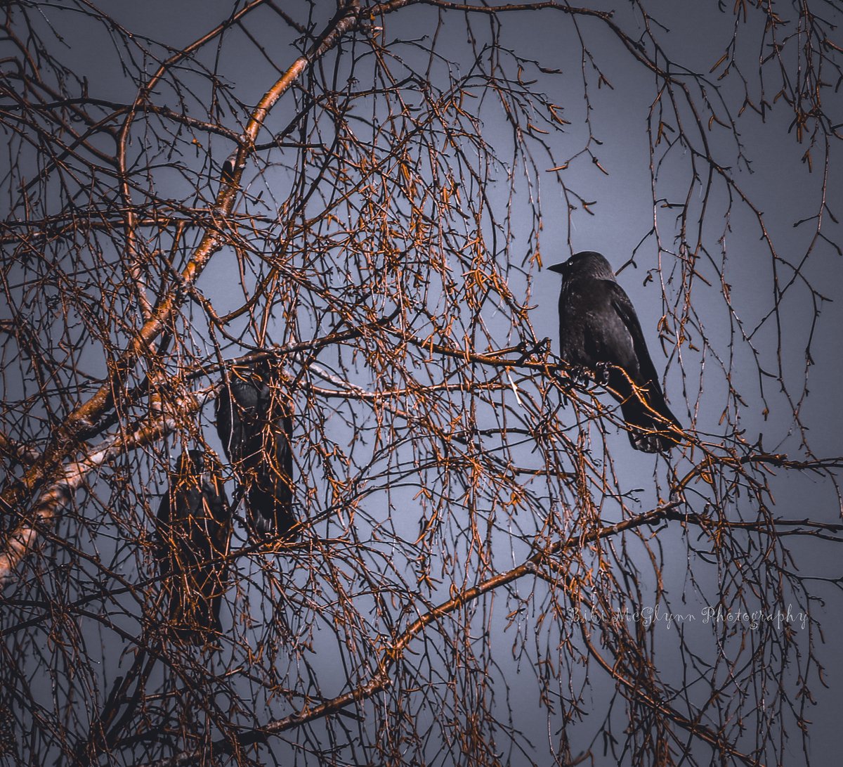 Bibimcg's tweet photo. Loving all the little birds. #bibimcglynnphotography #letterkenny #lovephotography https://t.co/Ms7DBizK5y