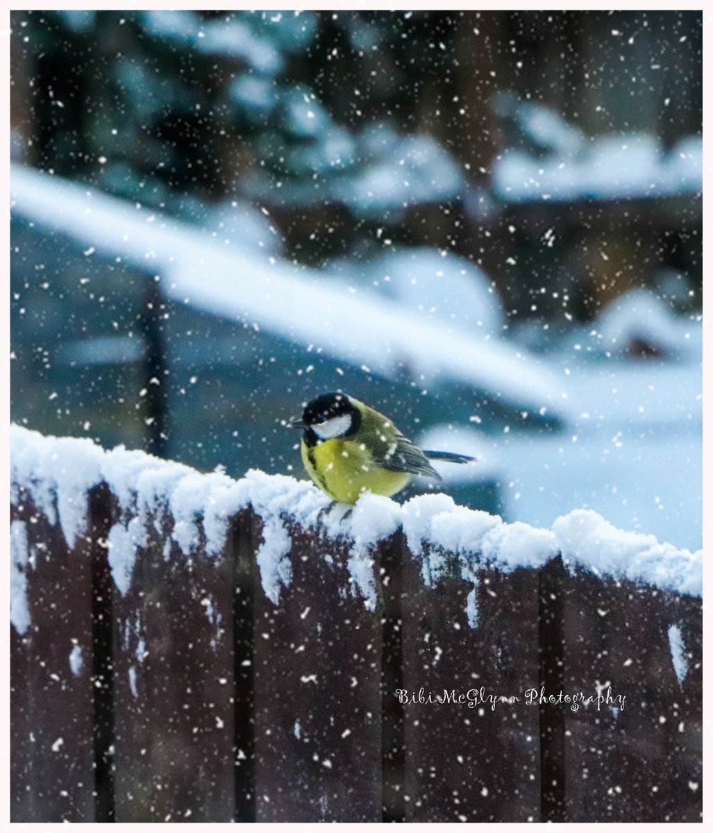 Bibimcg's tweet photo. Loving all the little birds. #bibimcglynnphotography #letterkenny #lovephotography https://t.co/Ms7DBizK5y