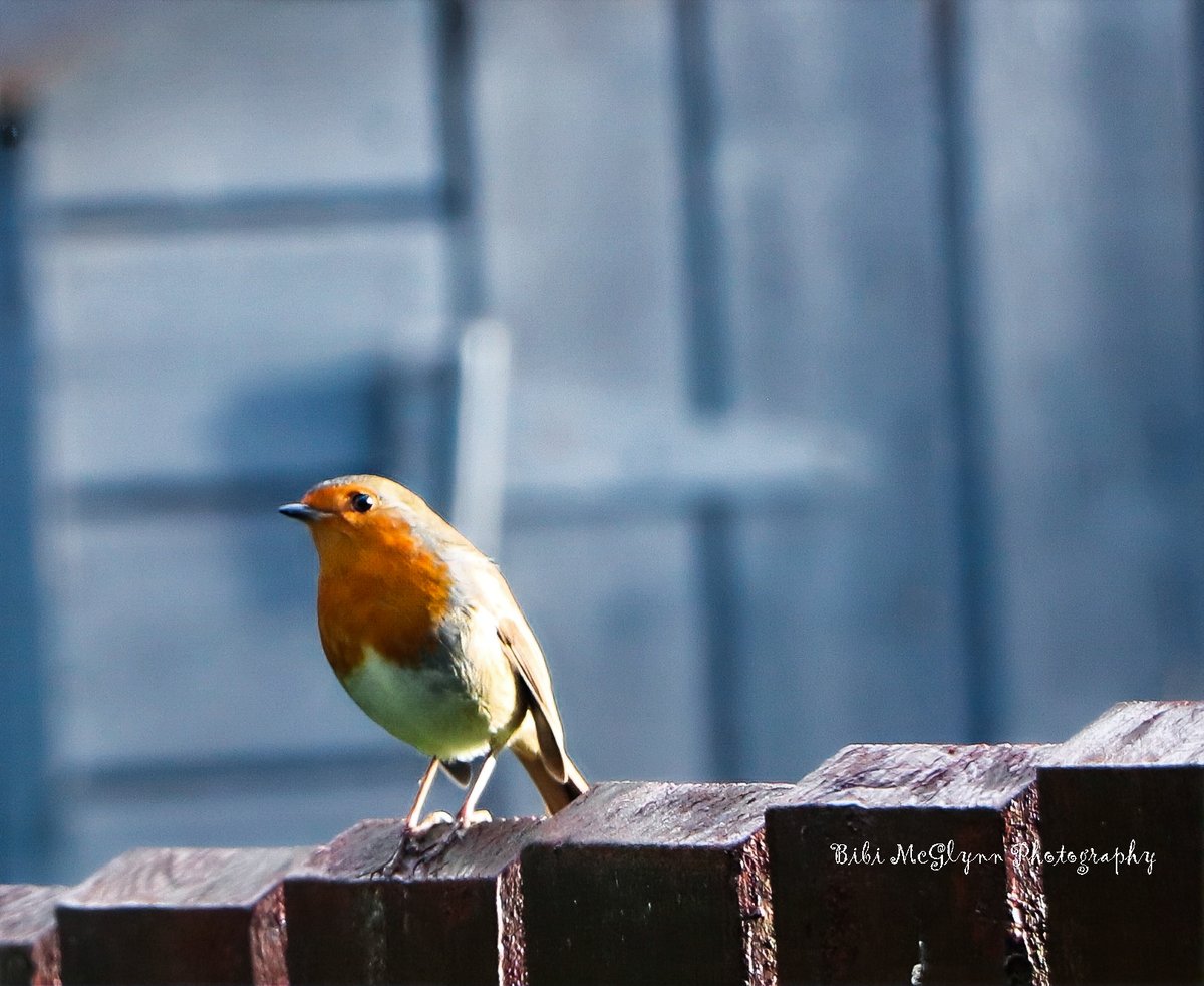 Loving all the little birds. #bibimcglynnphotography #letterkenny #lovephotography