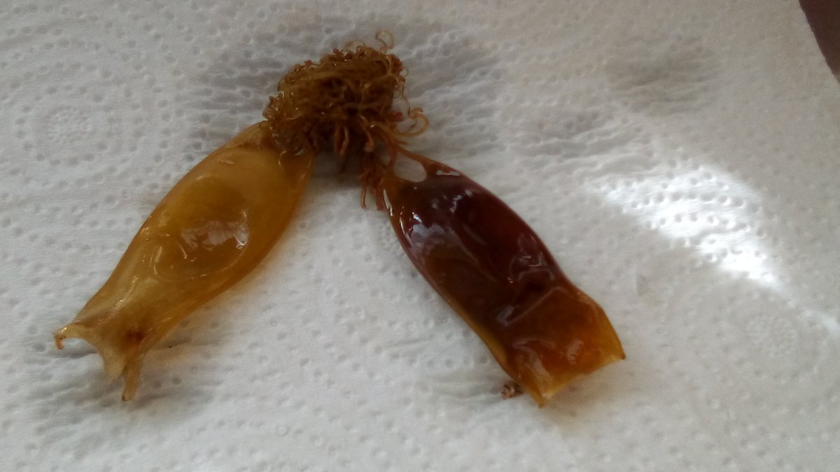 sos_beachcare's tweet photo. While litter picking yesterday we found this wood-confirmed as a batural prehistoric piece of wood from the top of the peatshelf as it eroded. Shark egg cases also found and recorded to The Shark Trust. #LincsConnect #ASherman https://t.co/MyILe593Xl