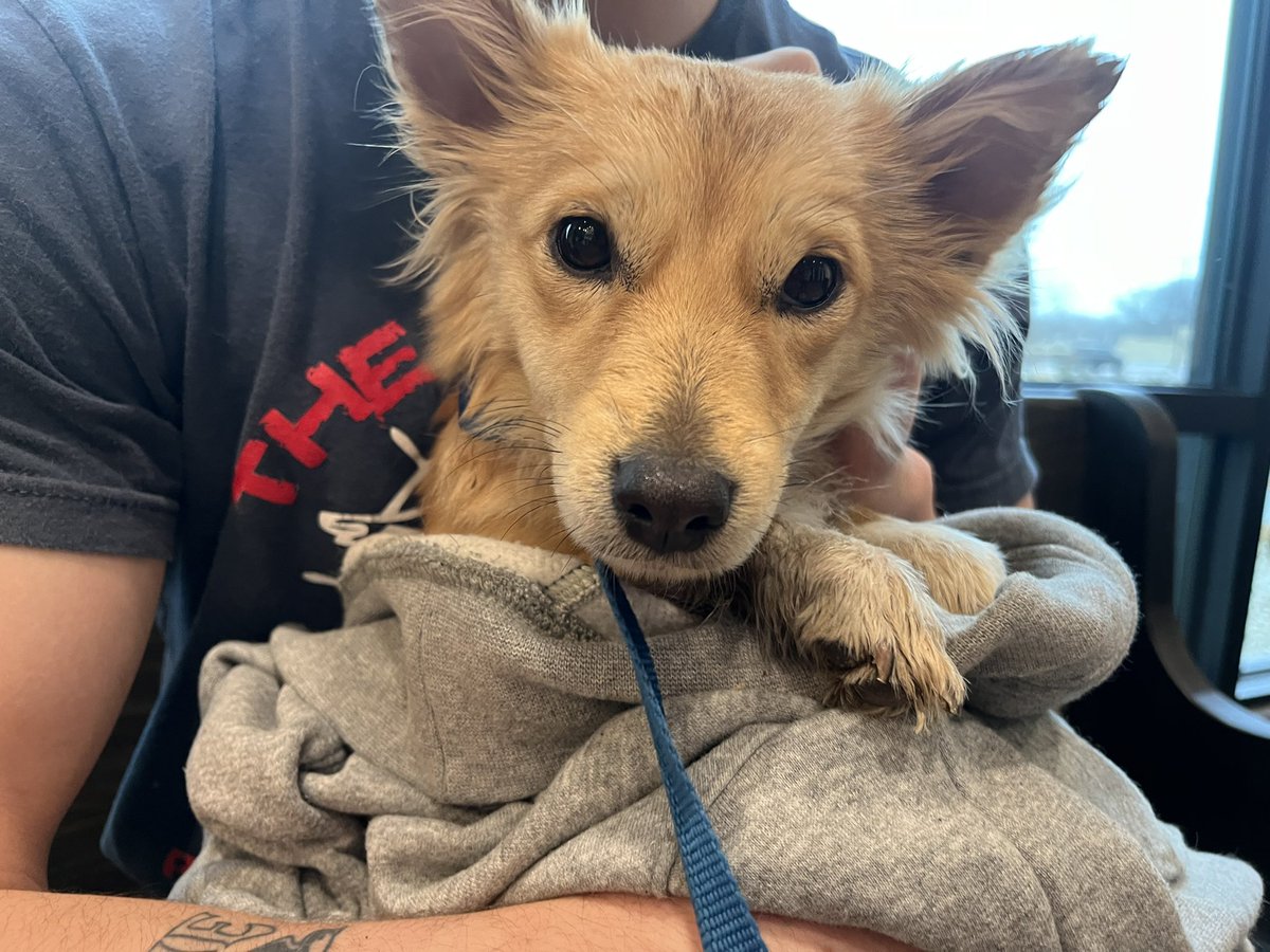 Cented7's tweet photo. It’s a girl, went to two vets no microchip. She’s going to a no kill shelter for 5 days so the owners can find her and after 5 days if she’s still there I’ll go back for her https://t.co/LoQ3My40nf