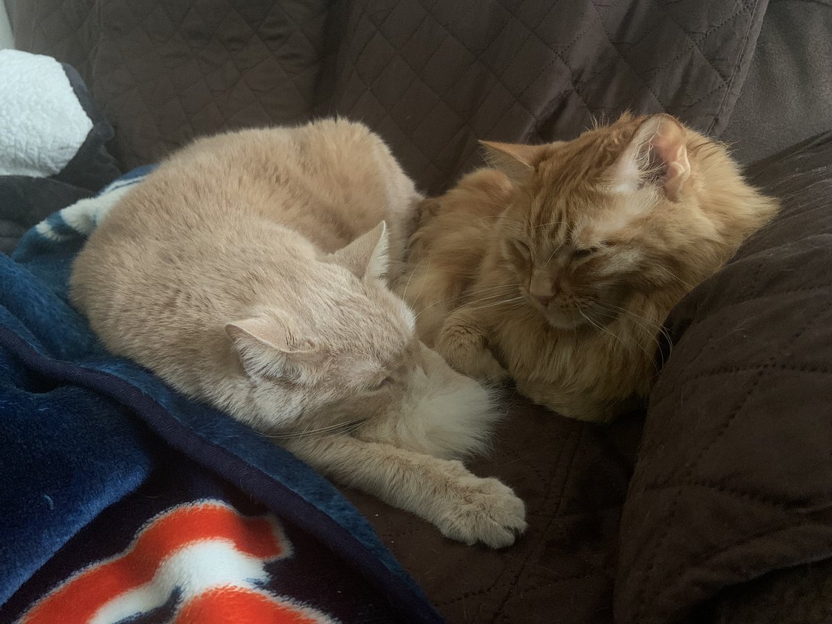 Cuddling on a rainy afternoon #sheltercats #CatsOfTwitter #AdoptDontShop