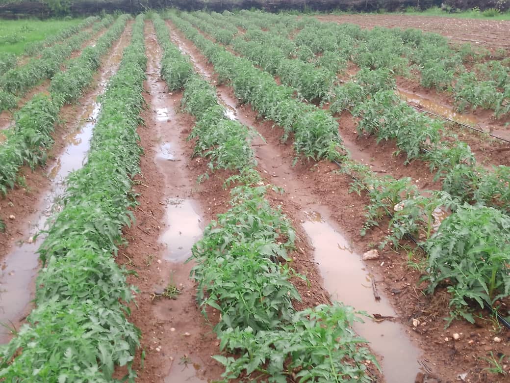 Testimonial Tuesday...
" i am happy to have planted on ridges, many crops in the area are waterlogged but my tomatoes are ok" says our client in Chinhoyi <a href="/CelinaHatidani/">Mudhumeni Wabantu:</a> <a href="/agribusiness110/">agribusiness1.</a> <a href="/PhiriDivah/">Divah Phiri</a> <a href="/FreshDaramombe/">Daramombe Fresh Produce</a> <a href="/WendyMadzura/">Wendy Matashu Madzura</a> <a href="/yofavagronomist/">🦄 Agronomybae -IPM Queen👸</a> <a href="/LizBenjie/">Liz</a> <a href="/SeedCoVegZim/">Seed Co Vegetables Zim</a>