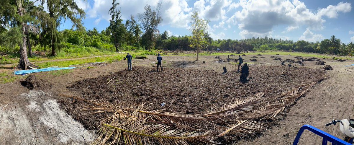 Soil preservation is not just a concept. The more importance you give to your soil, the better your crops perform. Incorporating seaweed and palm leaves into fallow land.  #soilhealth #Farming #maldives #gaadhoo