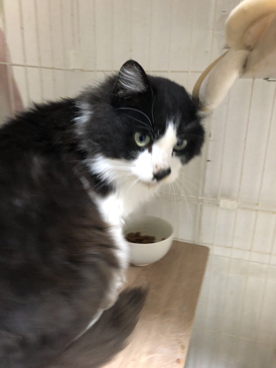 ⚠️猫を保護中⚠️
北陸中日新聞輪島通信局付近に現れたと思われる猫さんですが、私の所属する「NPO法人 猫の避妊と去勢の会」スタッフが七尾市内で保護しています。

【保護場所】鵠巣小学校付近

人馴れ、ケージ慣れ🆗食欲旺盛

飼い主様にお心当たりのある方はDMでご連絡ください。

#輪島市　#迷子猫