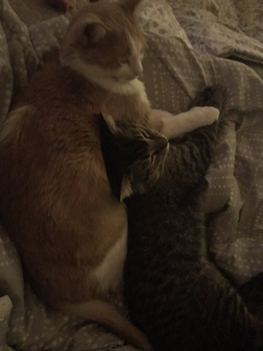 House_of_Hubbs's tweet image. 🎶I think I love this little life🎶

#MaxandRuby 😭🥰😻😻