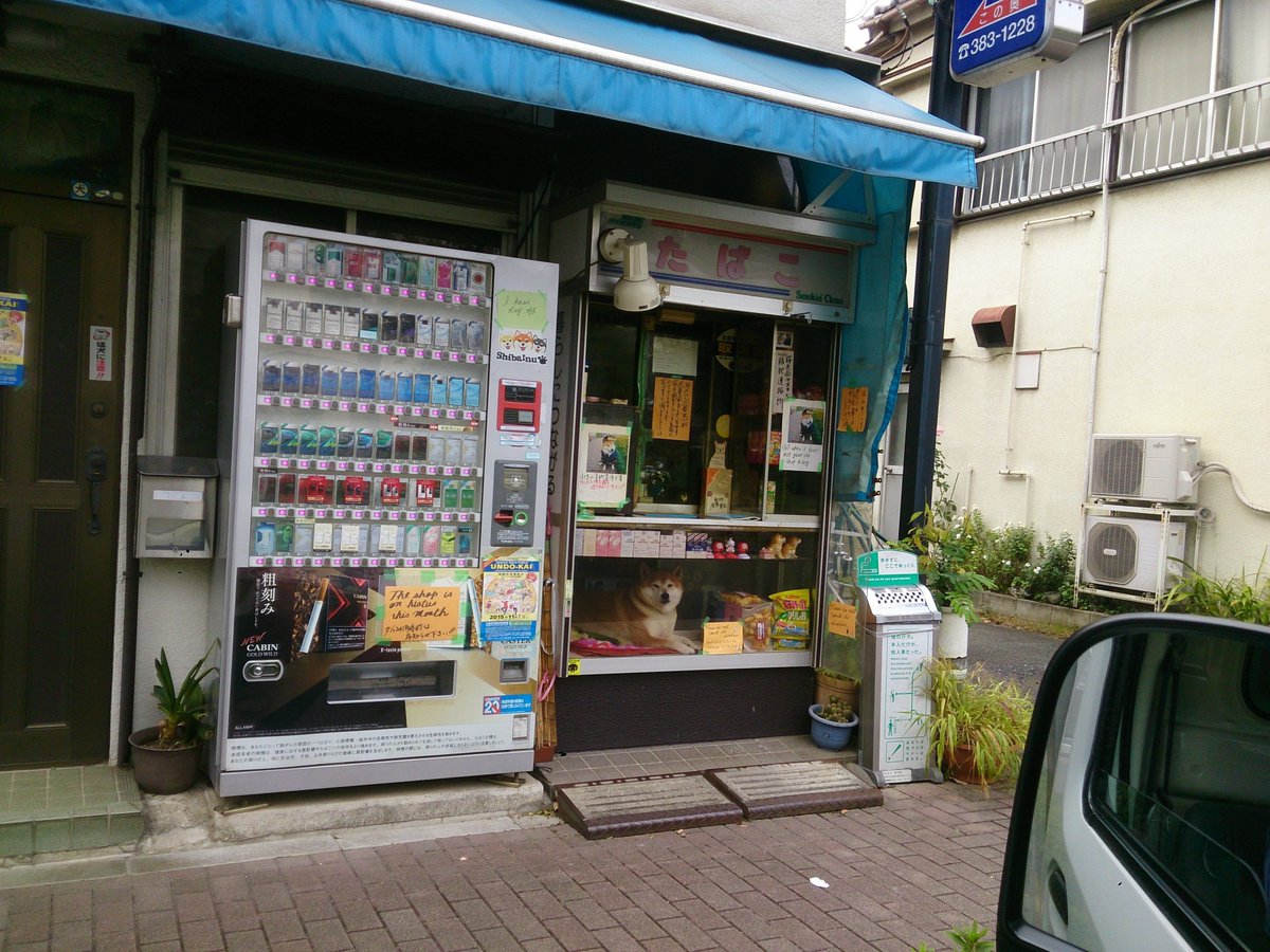 goootaro's tweet photo. たばこ屋の店番をするわんこ

#お前よくぞそんなもん撮ってたな選手権 
#柴犬 https://t.co/AiUhktSQ9v