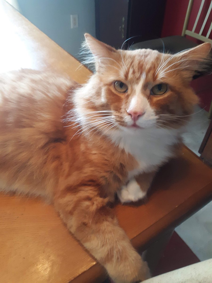 Mac The Ginger Cat 😺 tweet media