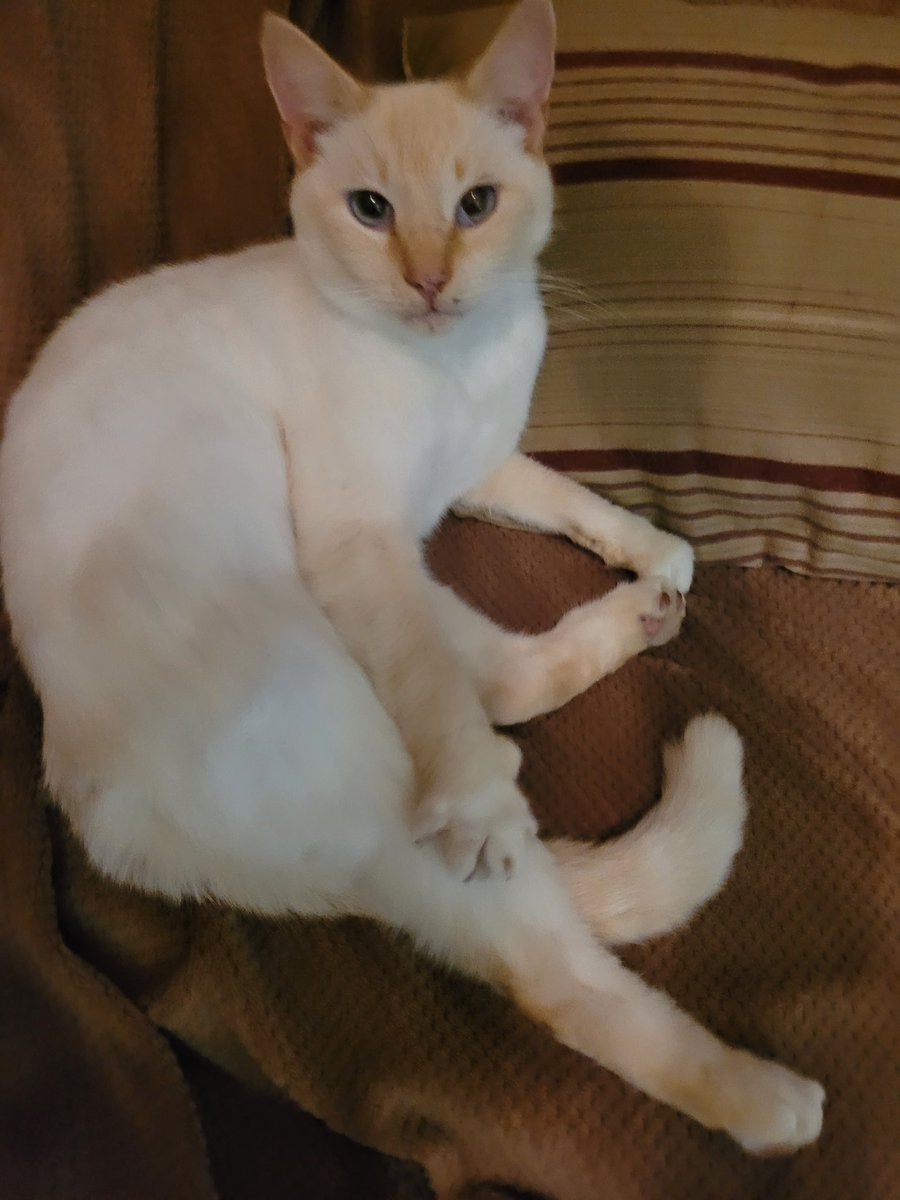 Mac The Ginger Cat 😺 tweet media