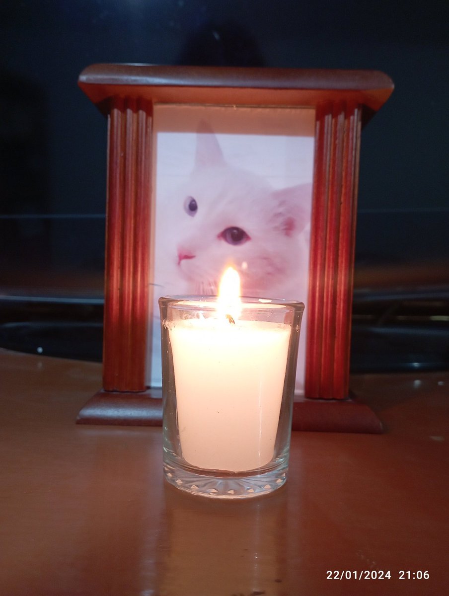 grace_perez82's tweet photo. Hoy hace un año mi pequeño #Tonchi y cómo te extraño 😞💔 https://t.co/IvOvvTaVtq
