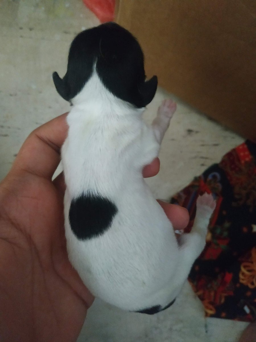 mateomb1996's tweet photo. Para no celebrarle a Malú (su perrita) el cumpleaños cuando la adoptaron si no cuando en realidad nació, busque entonces en Google fotos y la foto más antigua de ella fue el 4 de enero de 2021 le mostré las fotos a la niña y me dijo que Malú era está por su mancha en la espalda https://t.co/ahLIFo6qYt