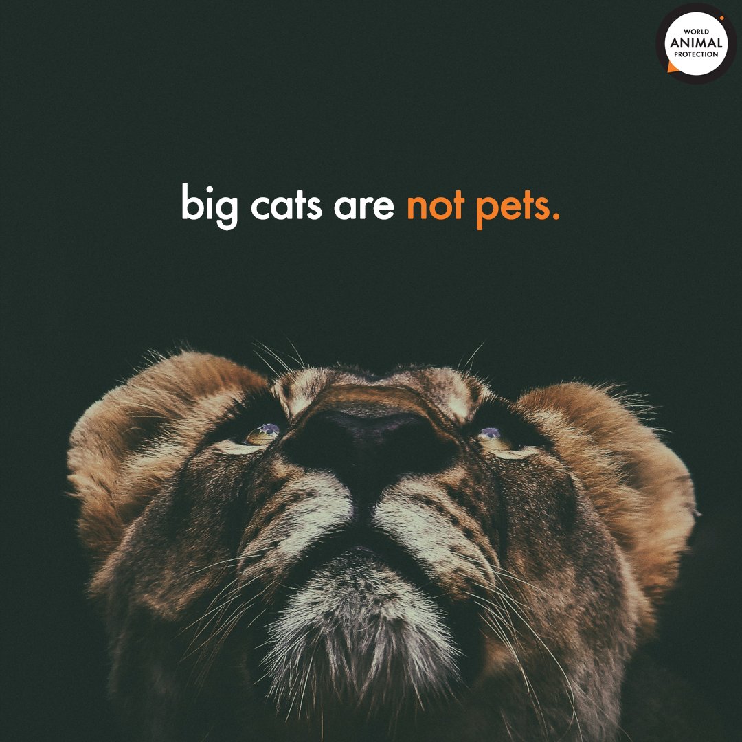 Big cats are not house pets. Period.