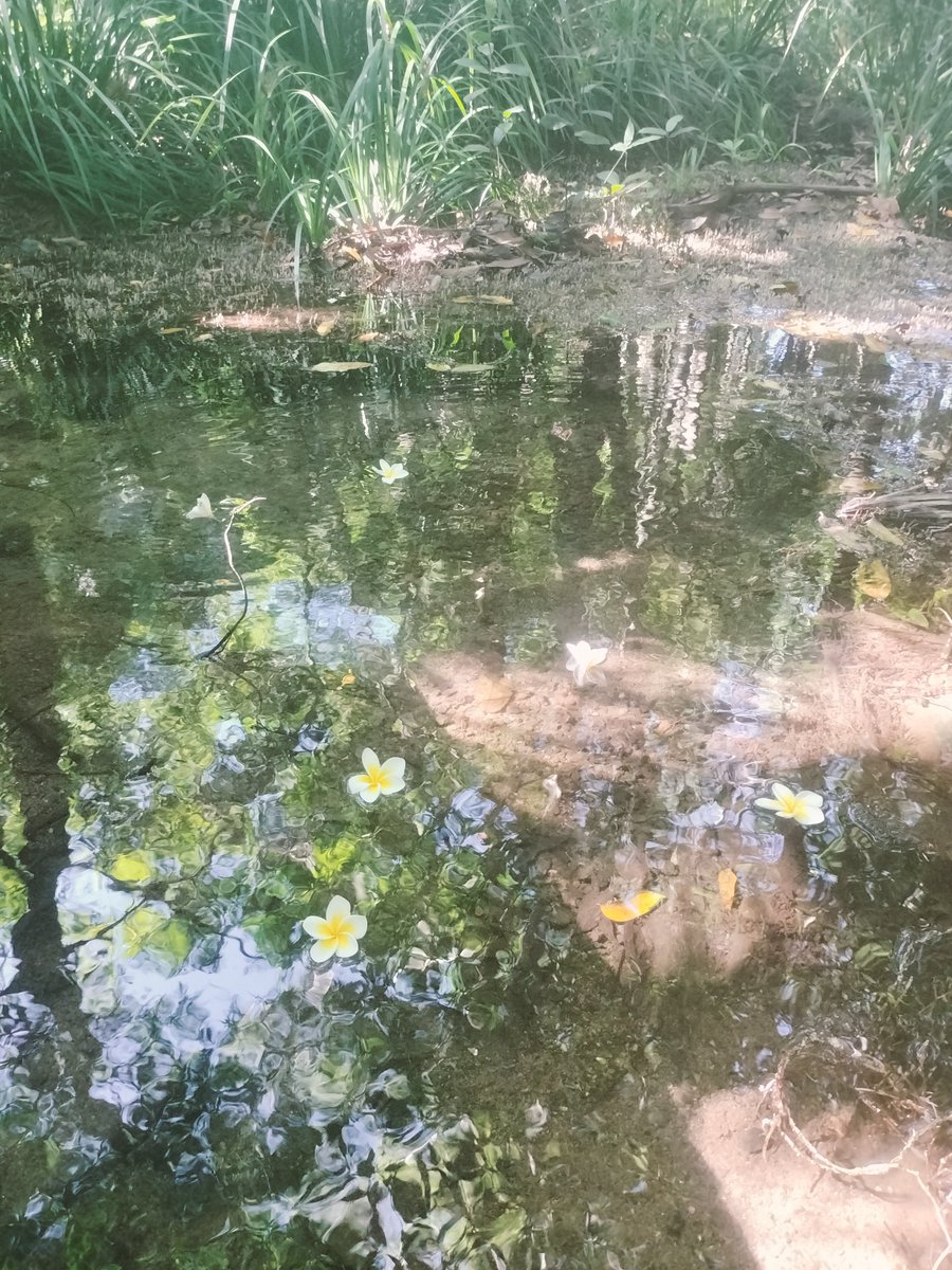 Lukewarmluffy's tweet image. Hi! Which one? This ones? 

Woombye brother 

The FourFive
 
Any more information you are after?

Where are you from 📷📸🖼️🤳🏽😁🫡❤️💛💖👍🏽💫🇵🇸🤟🏽
#fourfive