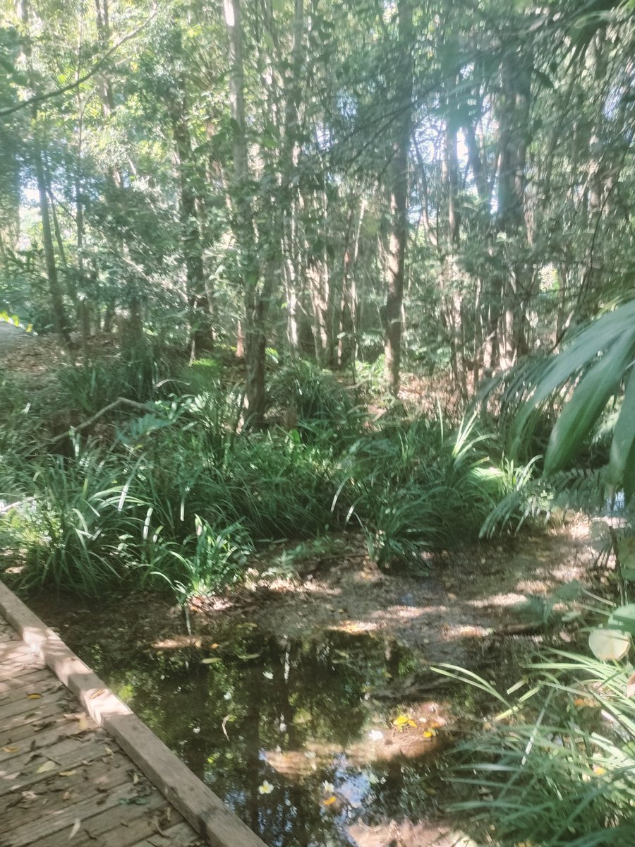 Lukewarmluffy's tweet image. Hi! Which one? This ones? 

Woombye brother 

The FourFive
 
Any more information you are after?

Where are you from 📷📸🖼️🤳🏽😁🫡❤️💛💖👍🏽💫🇵🇸🤟🏽
#fourfive