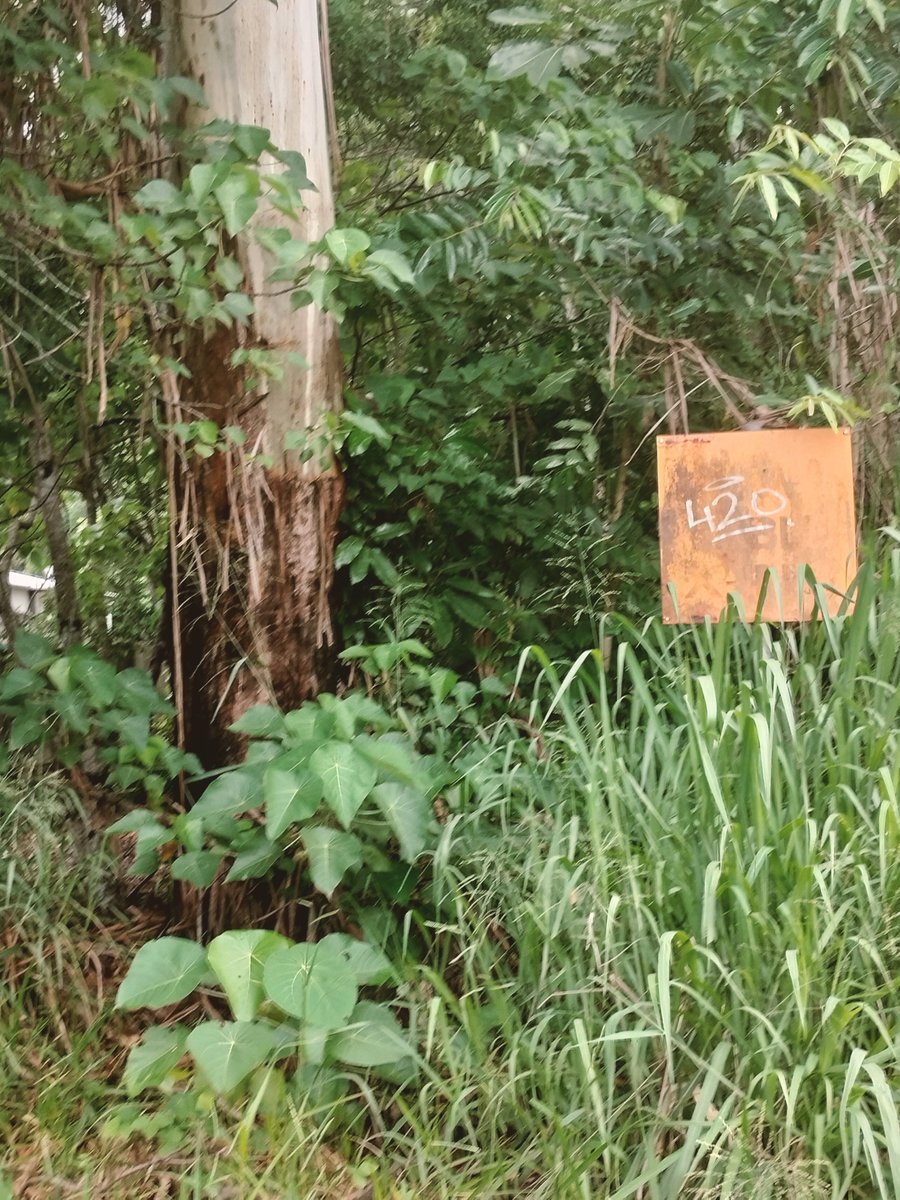 Lukewarmluffy's tweet image. Hi! Which one? This ones? 

Woombye brother 

The FourFive
 
Any more information you are after?

Where are you from 📷📸🖼️🤳🏽😁🫡❤️💛💖👍🏽💫🇵🇸🤟🏽
#fourfive