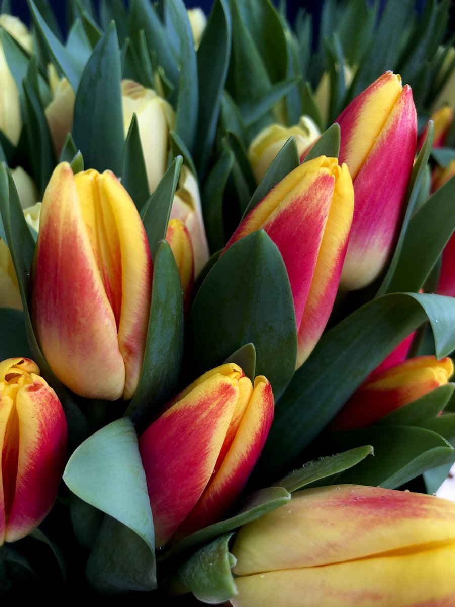 CrystalLuciano1's tweet photo. Tulips are soo cute 🥰 https://t.co/FFCN1HgBKS