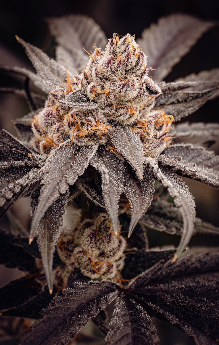 Freedom Town Holdings, LLC tweet media