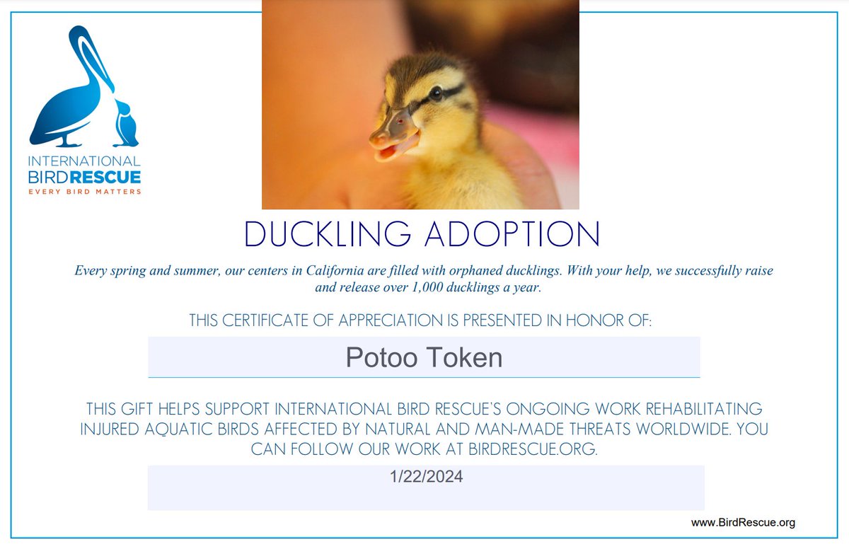 We adopted a duckling from @IntBirdRescue. Just because. 

$POOT #SaveTheBirds