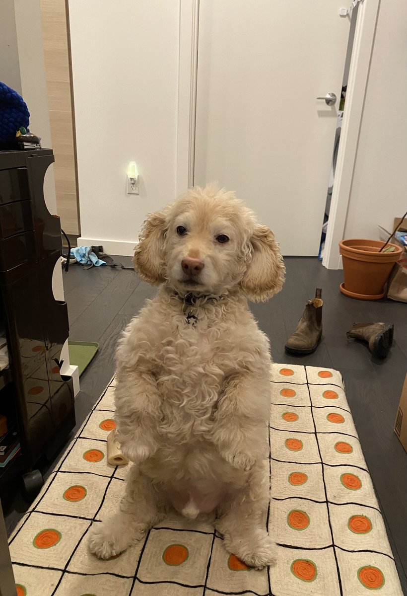 hello__caitlin's tweet photo. How am I supposed to work with George standing and staring at me like this https://t.co/4TfNJ8GSBp