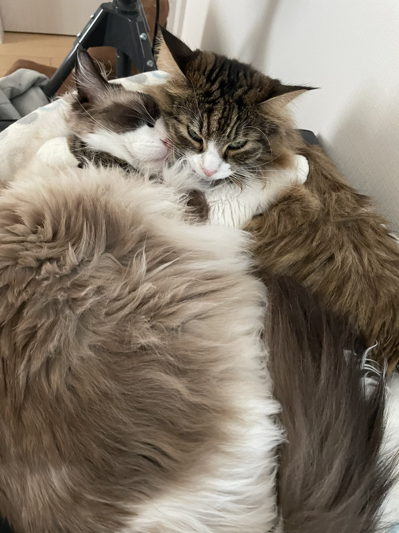 猫すき - Search / X