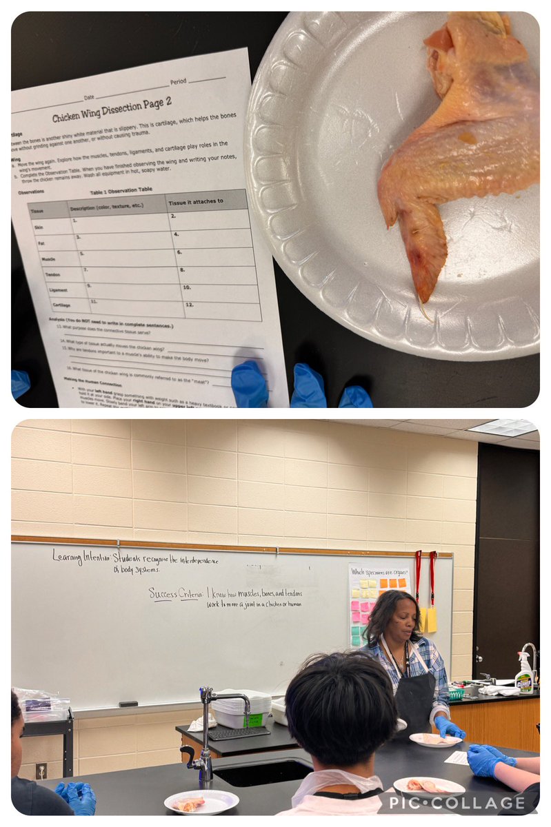 When doing a classroom climate check, I noticed a tray of chicken wings…The kids were very excited. My 1st thought was class is gone be delicious today! Kudos Ms. Mosley. @KleinISD @StrackIntermediate #handsonlearning #science #disectingchicken