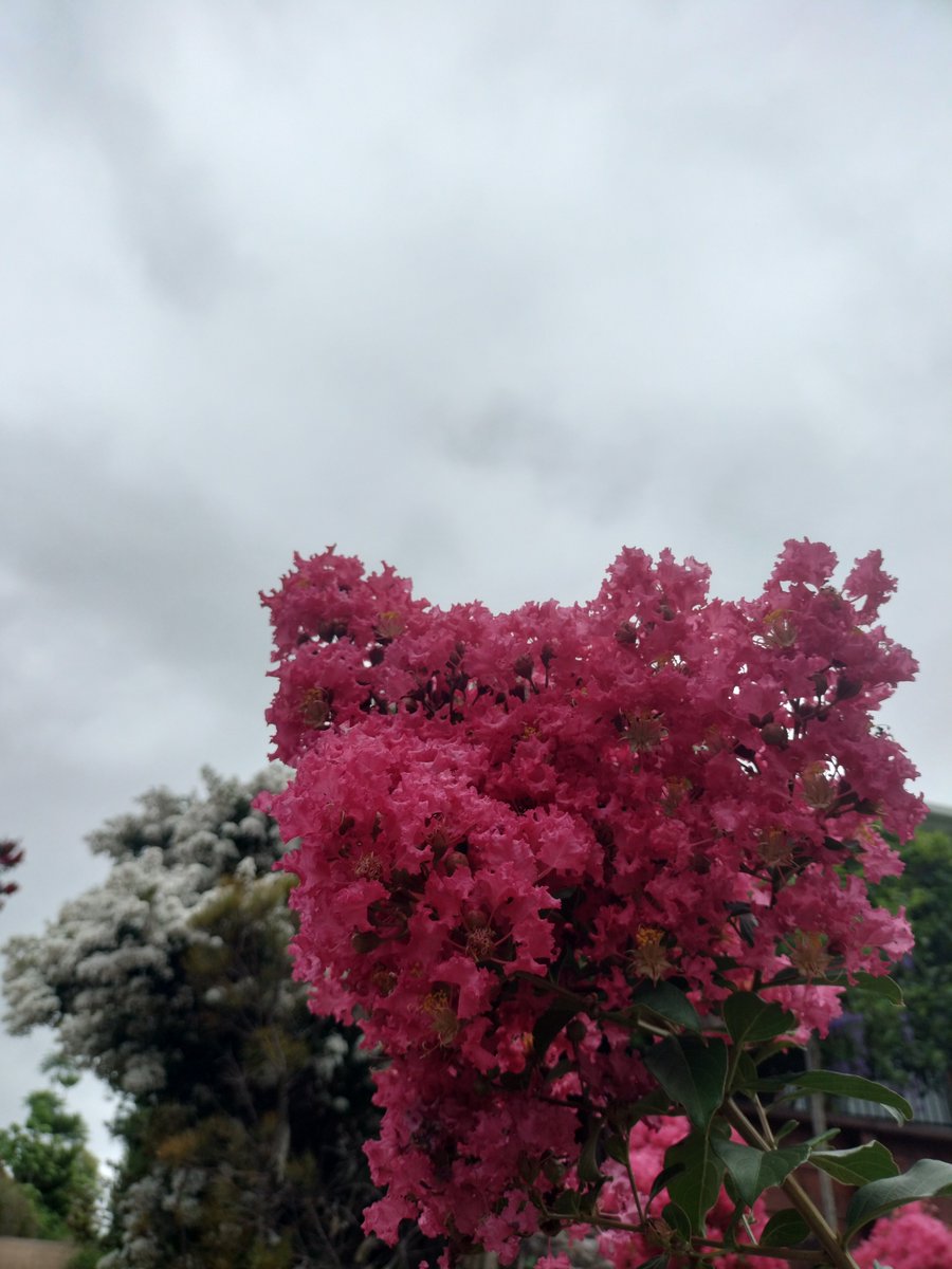 Lukewarmluffy's tweet image. Beautiful! Thank you 
Another day to be alive 
What a gift 
I will take one of a similar flower that I was admiring this morning.

Some 45 flowerz for you lad 
Thank you for the good vibes! 
😁🤟🏽💖💫🫡❤️

#freepalestineb🇵🇸🍉💕