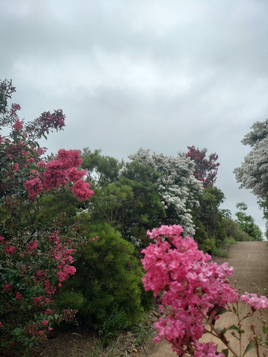 Lukewarmluffy's tweet image. Beautiful! Thank you 
Another day to be alive 
What a gift 
I will take one of a similar flower that I was admiring this morning.

Some 45 flowerz for you lad 
Thank you for the good vibes! 
😁🤟🏽💖💫🫡❤️

#freepalestineb🇵🇸🍉💕