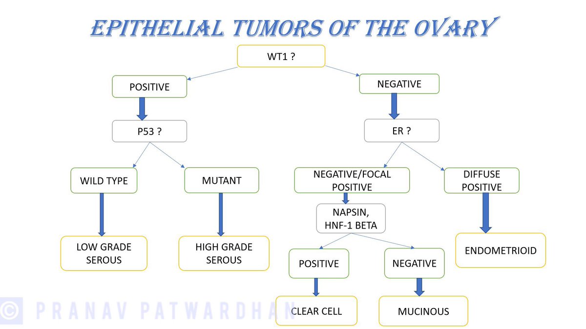 pranavp01's tweet image. A blueprint to the Immunohistochemical approach for epithelial tumors of the ovary. Never say never in Medicine; so exceptions may apply; but this is an approach I find useful. #PathEd