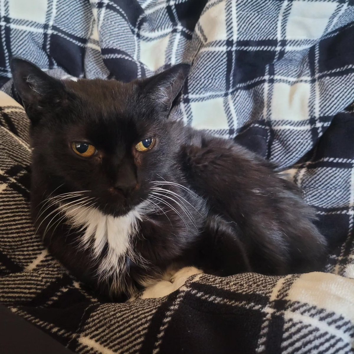 CatCheezeburger's tweet photo. First foto of me n Mama frum January 22, 2022...n 2 more of me for January 21 n 20! Luv, Cheezeburger โฅ๏ธ๐๐โโฌโฅ๏ธ #cheezeburger #cat #cats #catsoftwitter #catoftheday #tuxedocat #tuxedocatsoftwitter #CheezeburgerTheCat #MeowMonday #SundayFunday #Caturday https://t.co/X8LdHfr4j7