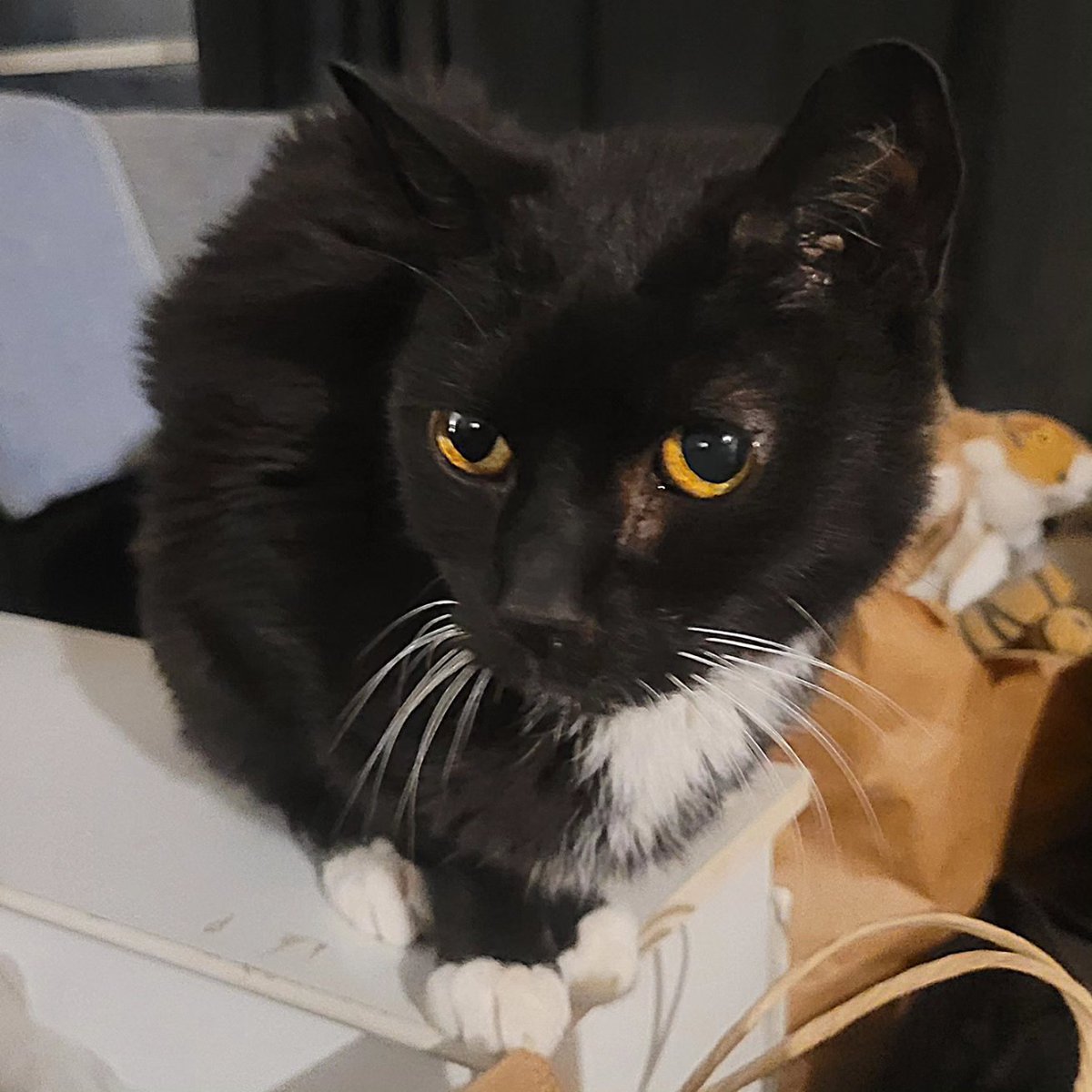 CatCheezeburger's tweet photo. First foto of me n Mama frum January 22, 2022...n 2 more of me for January 21 n 20! Luv, Cheezeburger โฅ๏ธ๐๐โโฌโฅ๏ธ #cheezeburger #cat #cats #catsoftwitter #catoftheday #tuxedocat #tuxedocatsoftwitter #CheezeburgerTheCat #MeowMonday #SundayFunday #Caturday https://t.co/X8LdHfr4j7