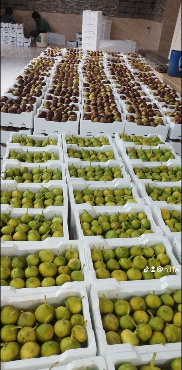 MshatelN's tweet photo. اسعار مزراع إنتاج 🌿🌿
 من شتلات وعقل
اصناف الت��ن
1 تين العبيد
2 تين جاسم السوري
3تين منقاوي
4تين السحيباني
5تين اسباني اخضر
6تين بني مسلم 
7تين كدوتا 
اصناف العنب 👇
1عنب حلواني🍇
2عنب طائفي🍇
اصناف الرمان👇
رمان طائفي
رمان هندي 
تسجيل الطلبات رقم التواصل واتس اب 
0504405466 https://t.co/iiC9WG00qT