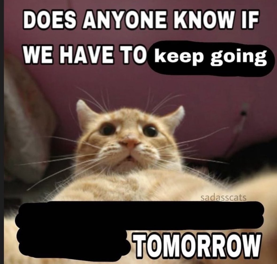 LiterallyMeCats tweet media