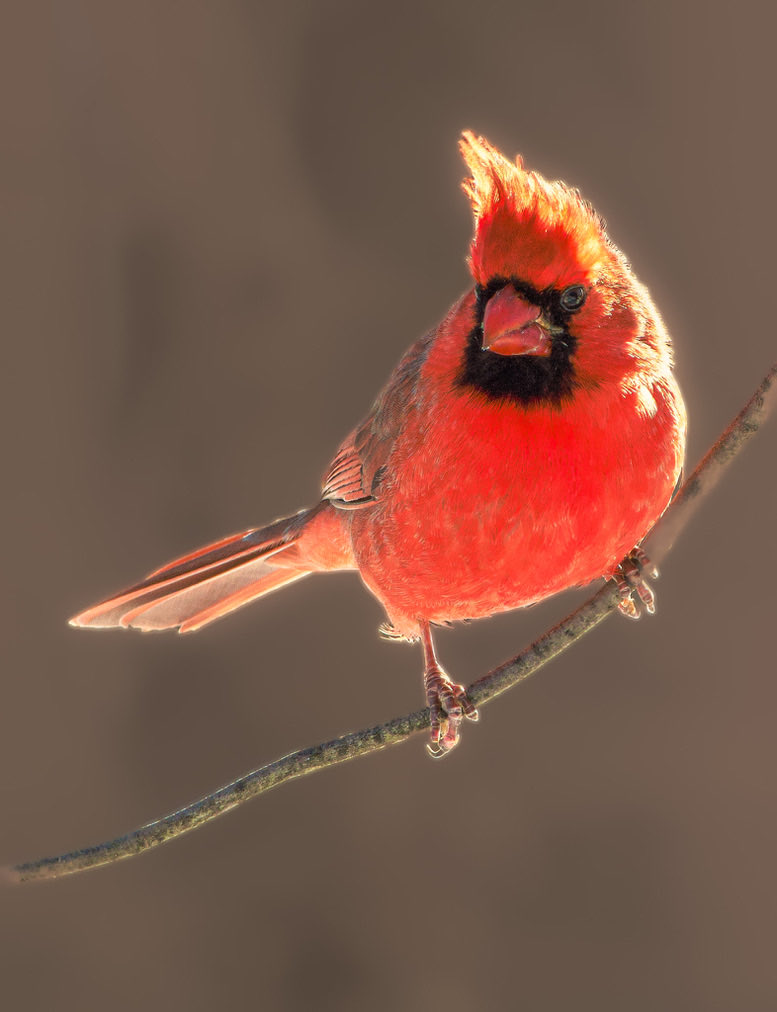 #MyYardMyBirds #TwitterNatureCommunity #Cardinal #PhotographyIsArt #BackyardBirds #Red #Male #WildlifePhotography #Wildlife #MondayMotivaton 
Good Night Everyone.