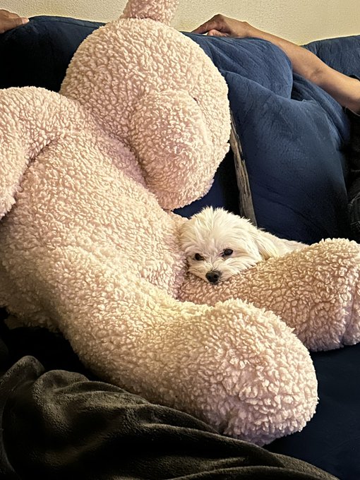 How cute is he?!!! 🥰🥰🥹 https://t.co/2lYVBuH7hy