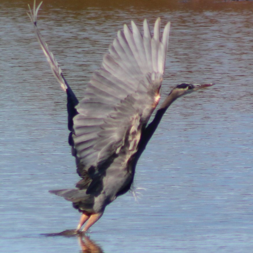 sputterfuss6's tweet photo. #bird #birdtwitter #flight #photograph #blueheron #hurried #exit https://t.co/bKgOKt511o