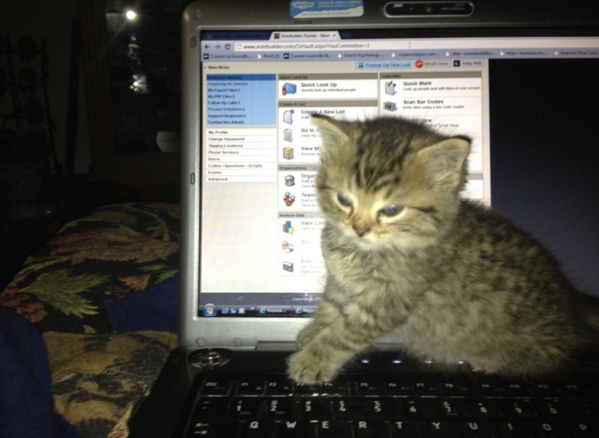 cats &amp; laptops