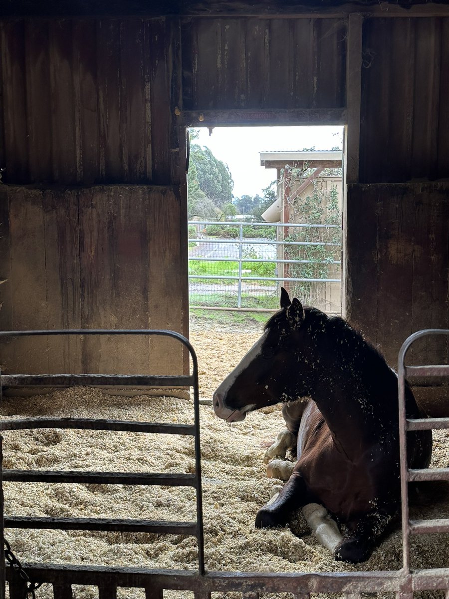 honeydeuxxx's tweet photo. It’s a nice day to just lay in the stall and nap. No need to work hard today just listen to the rain on the roof of the barn. ❤️ https://t.co/Cmc9CkcOrj